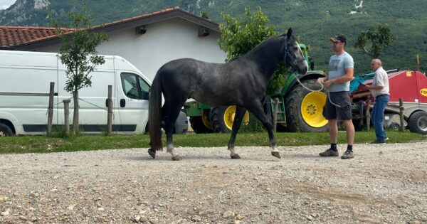 „LIPICANAC“ – novi pristup uzgoju i korištenju
