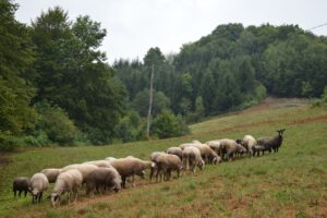 Pravilnik o izmjenama i dopunama Pravilnika o provedbi izravne potpore poljoprivredi i IAKS mjera ruralnog razvoja za 2018. godinu