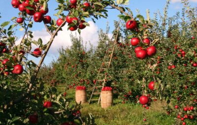 Objavljeni natječaji u vrijednosti 650 milijuna kuna za podmjeru 4.1. iz Programa ruralnog razvoja