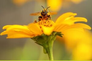 Održiva upotreba pesticida u fokusu novog biltena Europskog inovacijskog partnerstva za poljoprivredu