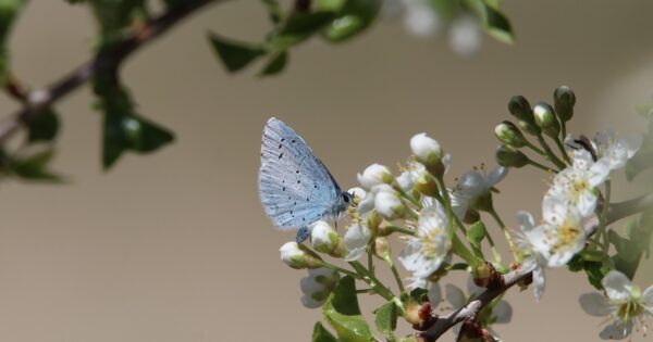 Izrazite svoj interes za članstvo u novoj TRG EU ZPP mreže o poboljšanju bioraznolikosti na poljoprivrednim zemljištima za veću otpornost