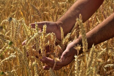 Objavljeni novi natječaji za Mjeru 21 vrijedni 200 milijuna kuna - Nastavak pomoći najpogođenijima korona krizom cereals