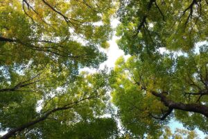 Konzultacije s partnerima – Šumarski sektor