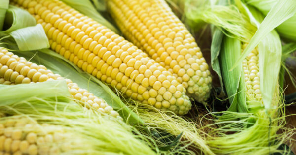 Upoznaj poljoprivredu u Hrvata – projekt predstavljanja domaćeg agrara kroz dominantnu kulturu