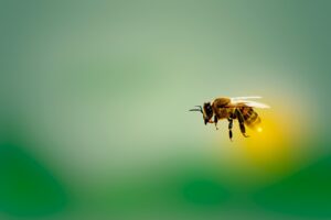 Otvorene prijave za European Bee Award