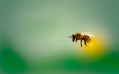 Otvorene prijave za European Bee Award