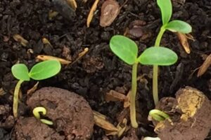 Video spot „Uspostava pokrovnih usjeva u vinogradu Kairos“